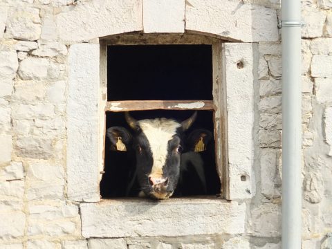 Bilder vom Bauernhof von Bilder vom Bauernhof von Erich Pohen in Eynatten