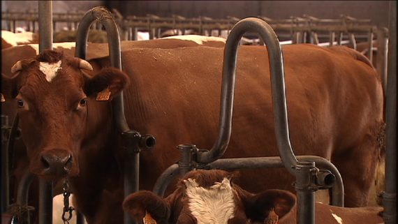 Ostbelgische Rotbunte: Marke geschützt