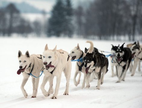 Schlittenhunde in Aktion