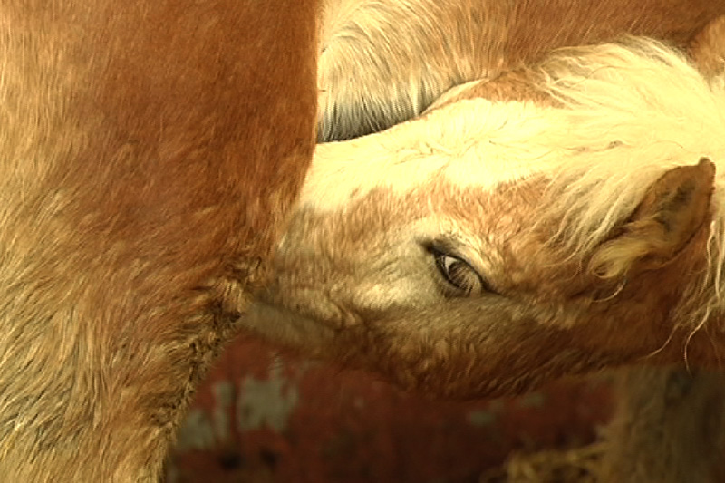 "Weißes Gold": Stutenmilch aus Honsfeld