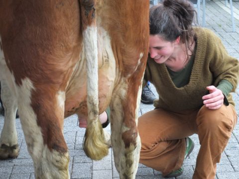 Kühe melken: Symbolische Aktion der Landwirte in St. Vith