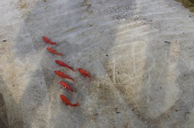 Goldfische im Becken der Klötzerbahn