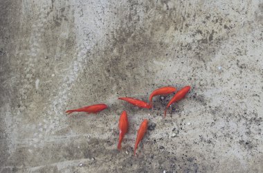 Goldfische im Becken der Klötzerbahn