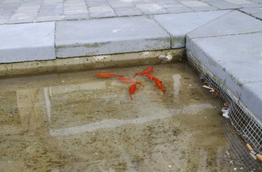 Goldfische im Becken der Klötzerbahn