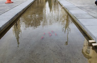 Goldfische im Becken der Klötzerbahn