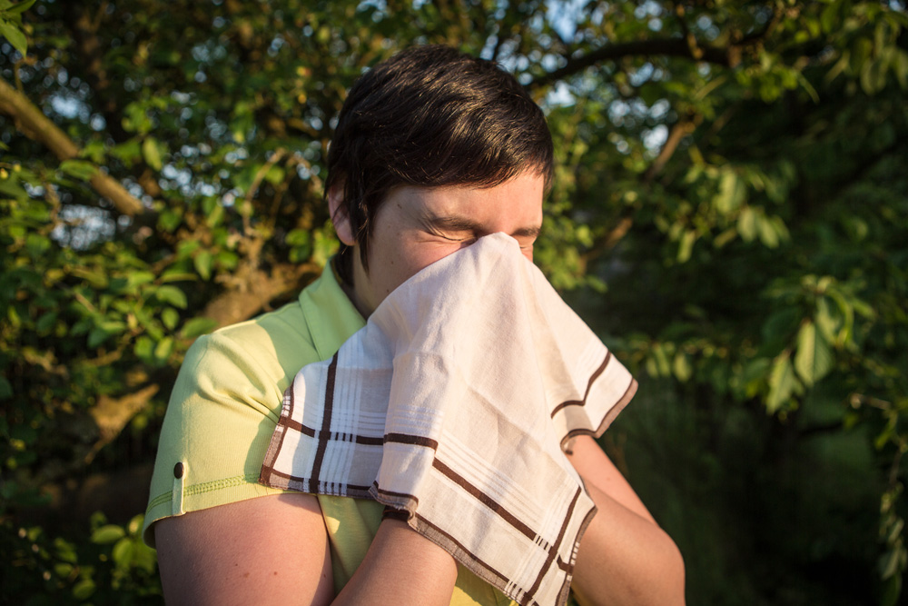 Heuschnupfen: 15 bis 20 Prozent der Belgier reagieren allergisch auf Birkenpollen
