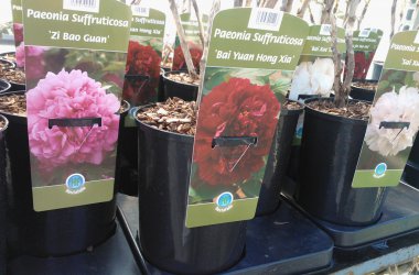Journée hortidécouvertes