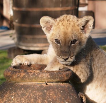 Zuwachs für den Eifel-Zoo: Löwenbaby Malor