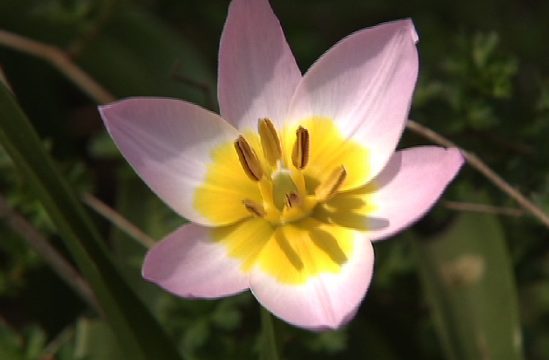 Natur in der Region blüht