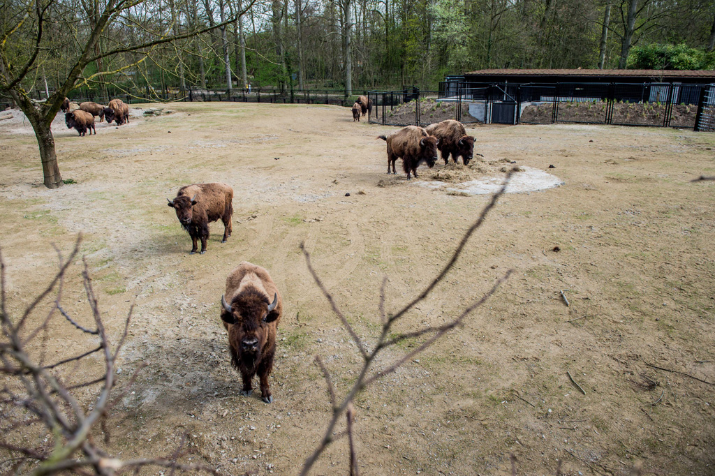 Zwei Bisons und einer Antilope ist es im Tierpark Planckendael an den Kragen gegangen (Illustrationsbild: April 2014)