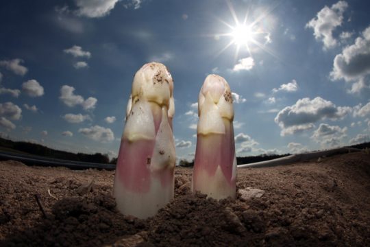 König der Gemüse: Spargel