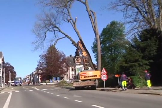 Eupen: Fällen der Bäume im Friedenspark