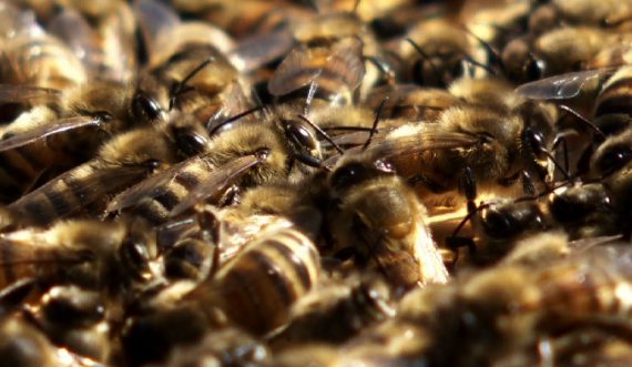 Geschützte Quellen in Spa: Bienenvölker vermehren sich