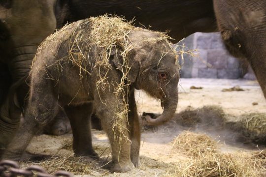 Das neugeborene Elefantenmädchen im Tierpark Pairi Daiza