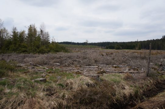 Torfstechen im Hohen Venn