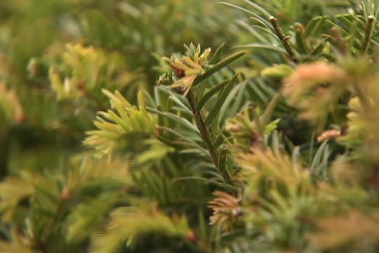 Eibenhecken enthalten Baccatin, das bei Chemotherapien eingesetzt wird