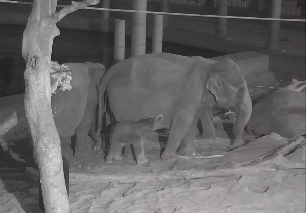 Elefantenbaby Qiyo im Tierpark Planckendael geboren