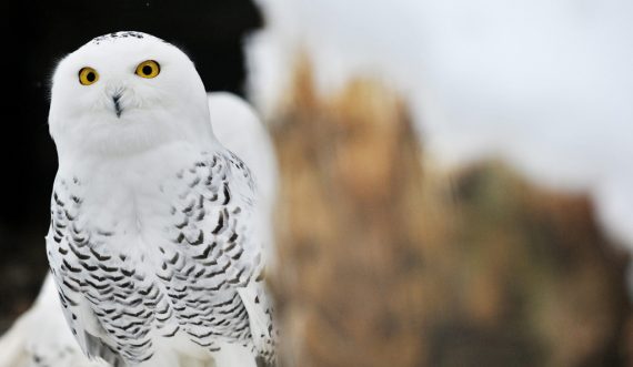 Auch die Schnee-Eule ist vom Aussterben bedroht