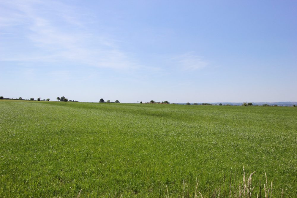 Walhorner Feld