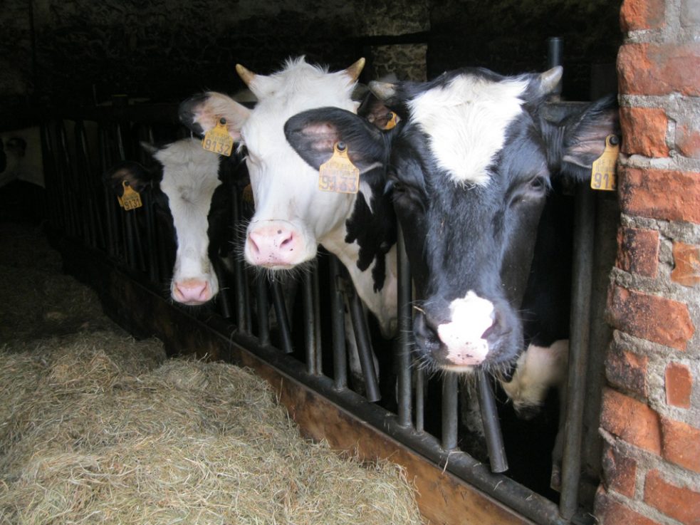 Landwirtschaftsmesse in Libramont: Regionale Milchbauern kündigen Protest an