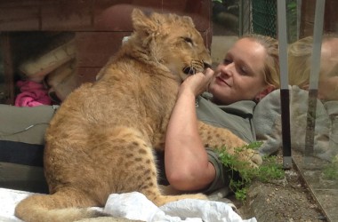 Löwenbaby Malor mit Ziehmutter Isabelle Wallpott