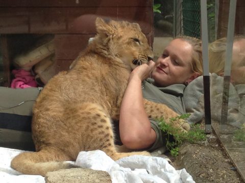 Löwenbaby Malor mit Ziehmutter Isabelle Wallpott
