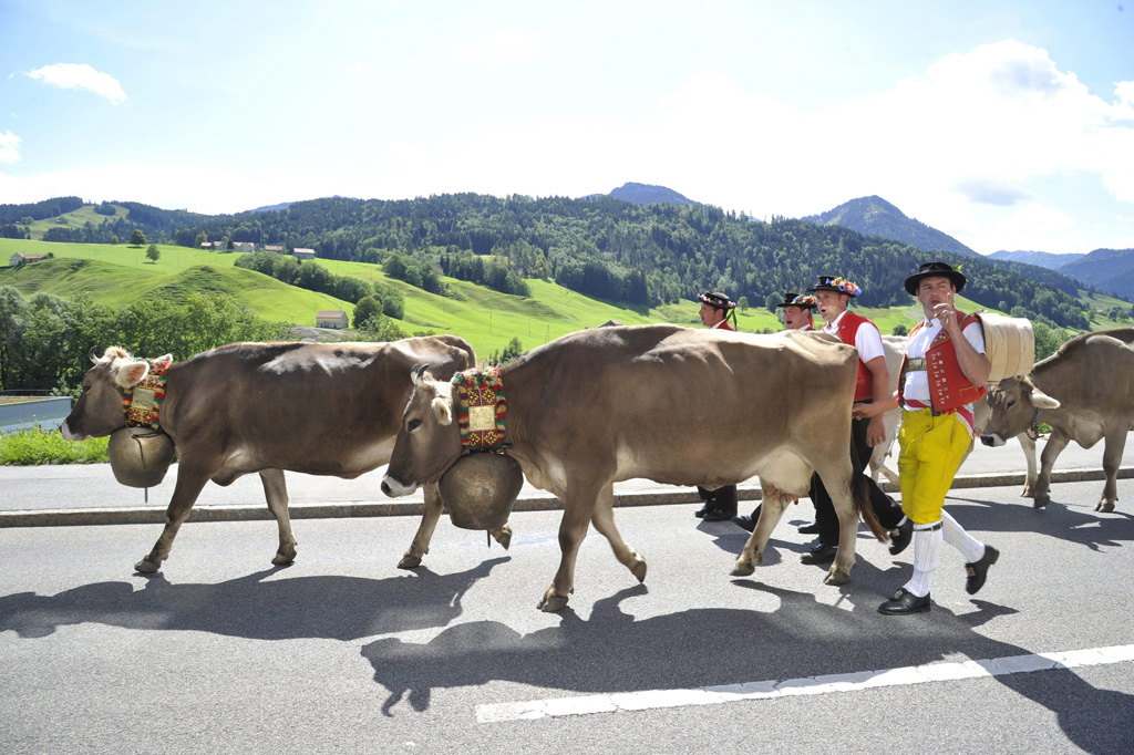 Schweizer Herdenführer und Kühe mit traditionellen Glocken (13.8.2011)