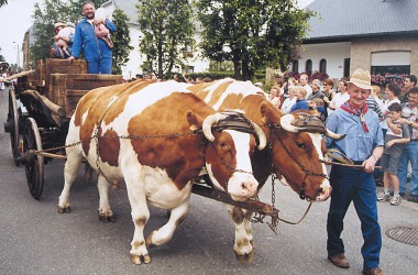 Sommerfest in Amel: Ochsengespann