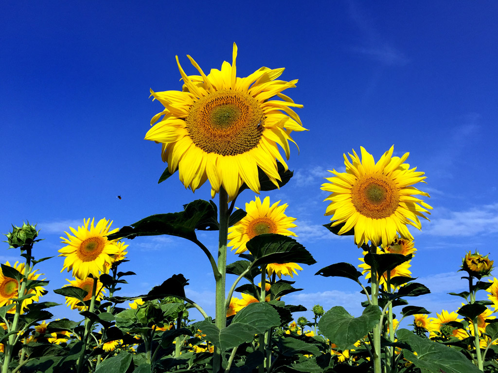 In Mons kann man zurzeit ganz viele Sonnenblumen sehen (Bild aus Wehlen, Deutschland)