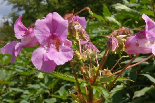 Indisches Springkraut - Langenbend Raeren, 07/2013