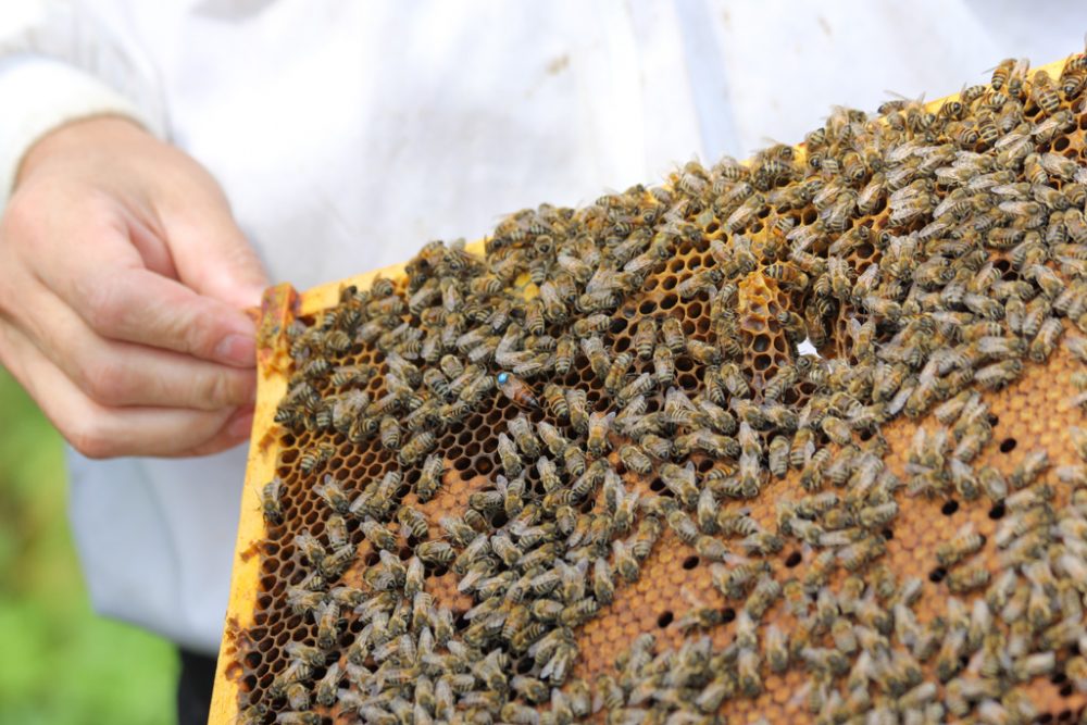 Leidenschaft für Bienen: Zwei Hobby-Imker in Rocherath