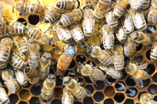 Leidenschaft für Bienen: Zwei Hobby-Imker in Rocherath