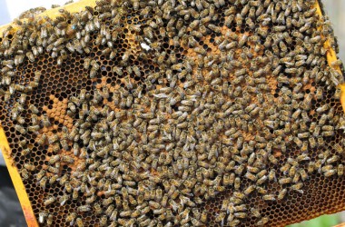 Leidenschaft für Bienen: Zwei Hobby-Imker in Rocherath
