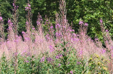 Leidenschaft für Bienen: Zwei Hobby-Imker in Rocherath