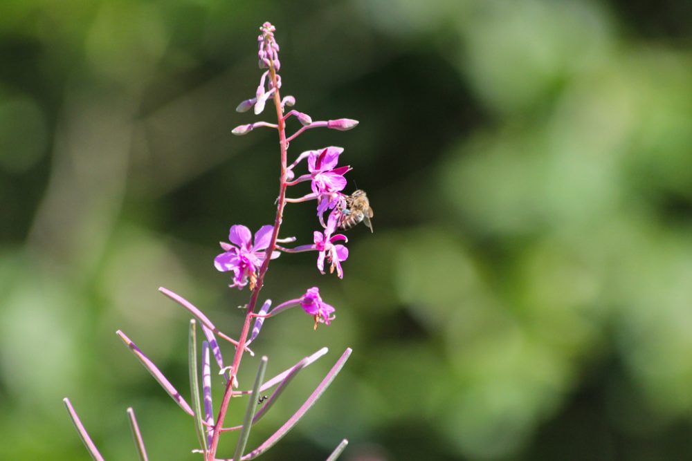 Leidenschaft für Bienen: Zwei Hobby-Imker in Rocherath