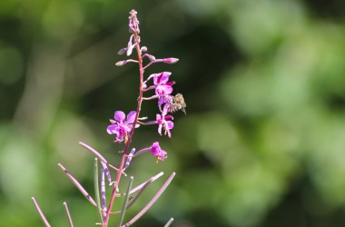 Leidenschaft für Bienen: Zwei Hobby-Imker in Rocherath