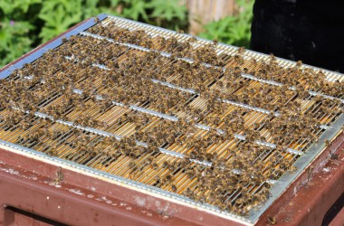 Leidenschaft für Bienen: Zwei Hobby-Imker in Rocherath