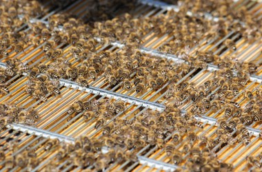 Leidenschaft für Bienen: Zwei Hobby-Imker in Rocherath