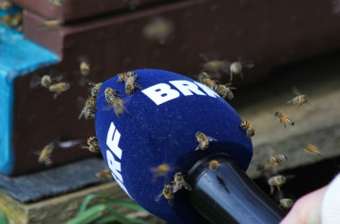 Leidenschaft für Bienen: Zwei Hobby-Imker in Rocherath