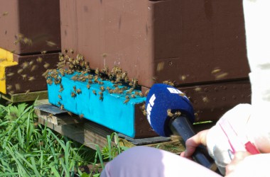 Leidenschaft für Bienen: Zwei Hobby-Imker in Rocherath