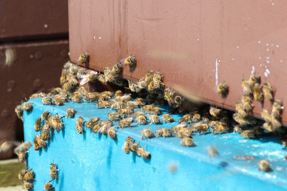 Leidenschaft für Bienen: Zwei Hobby-Imker in Rocherath