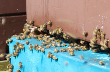Leidenschaft für Bienen: Zwei Hobby-Imker in Rocherath