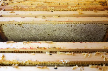 Leidenschaft für Bienen: Zwei Hobby-Imker in Rocherath