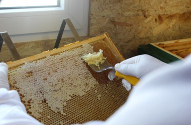 Leidenschaft für Bienen: Zwei Hobby-Imker in Rocherath
