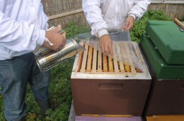 Leidenschaft für Bienen: Zwei Hobby-Imker in Rocherath