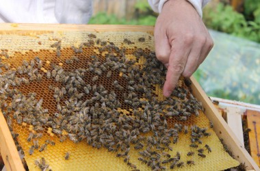 Leidenschaft für Bienen: Zwei Hobby-Imker in Rocherath