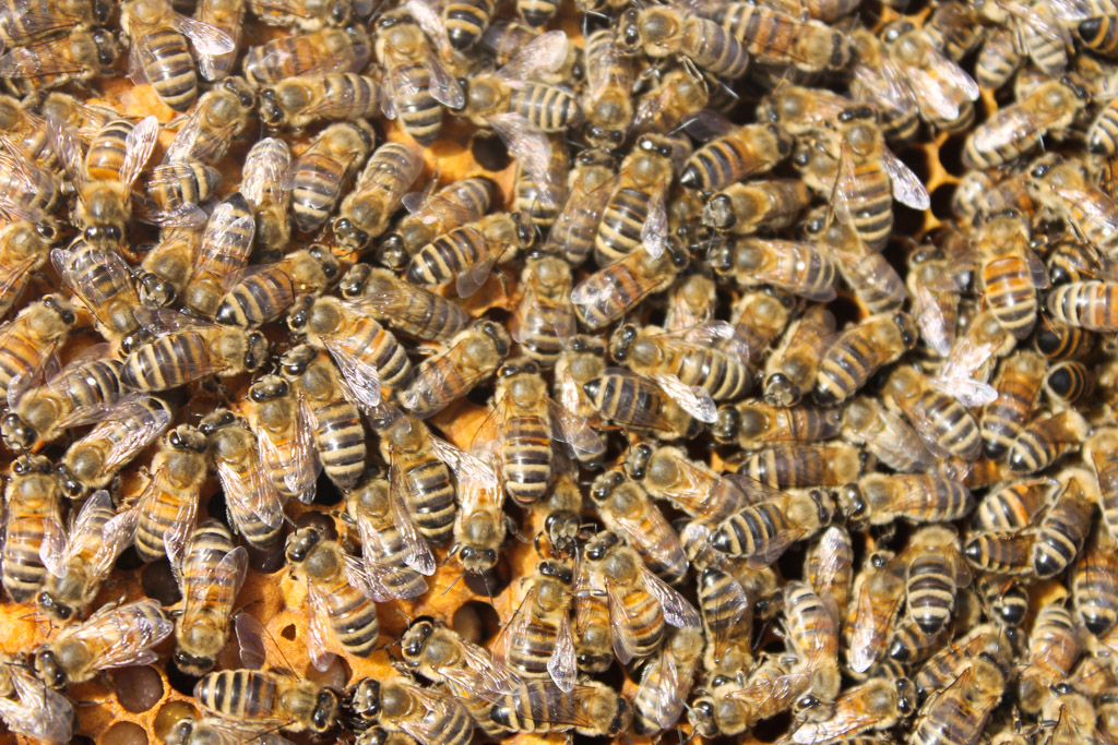 Leidenschaft für Bienen: Zwei Hobby-Imker in Rocherath