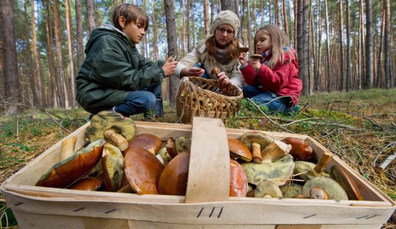 Pilzsammeln im Wald - Tipps gibt es im Naturzentrum Ternell