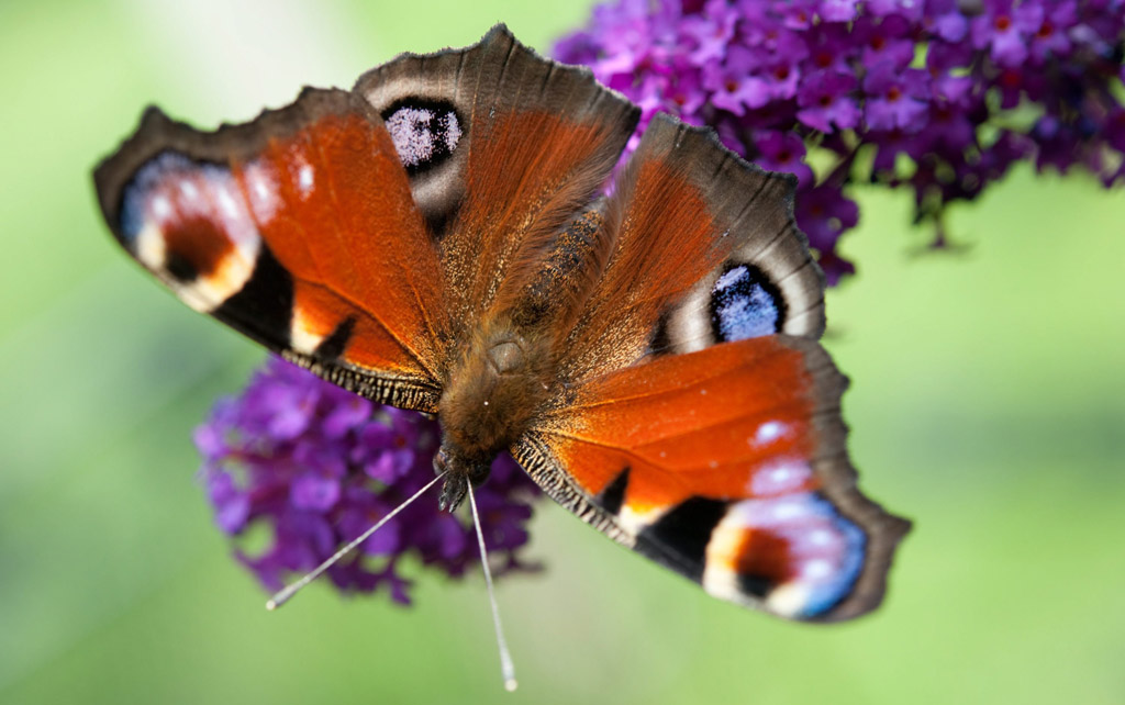 Schmetterling (Bild: Bernd Thissen/EPA)
