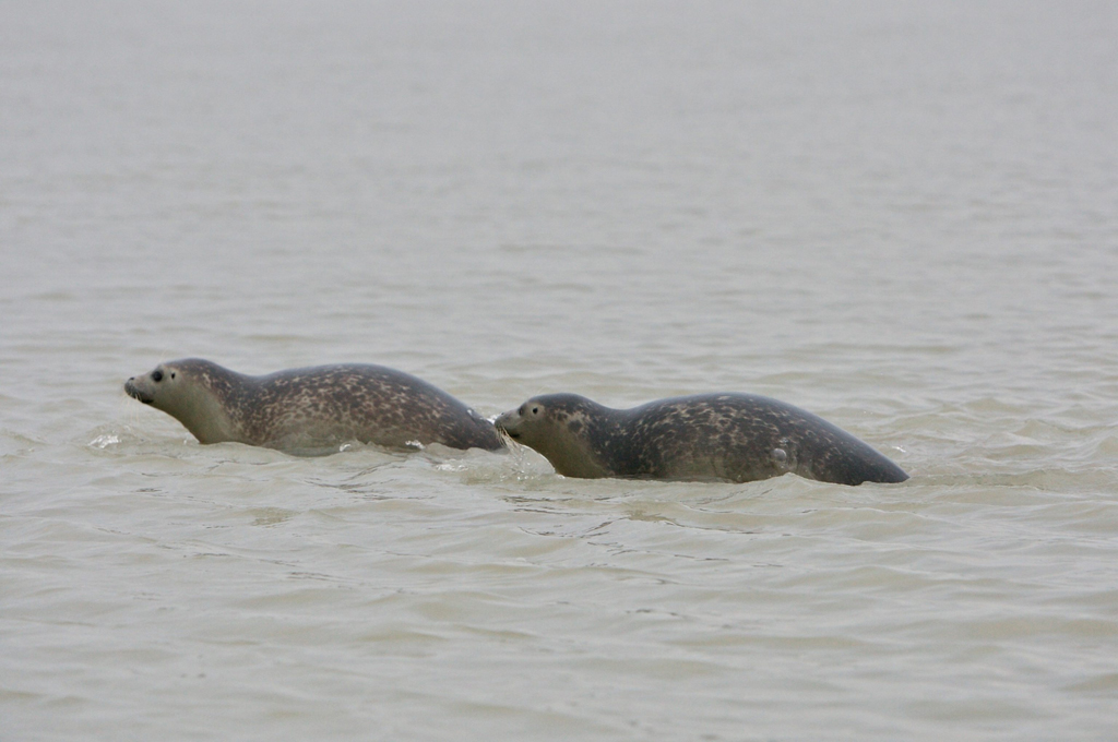 2008 sind in Knokke ebenfalls zwei Seehunde gerettet worden